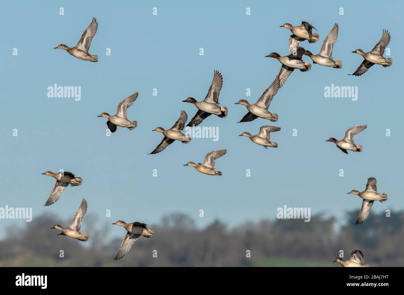 Flock of Teal, Anas crecca, in flight in winter, Somerset Levels. Stock Photo