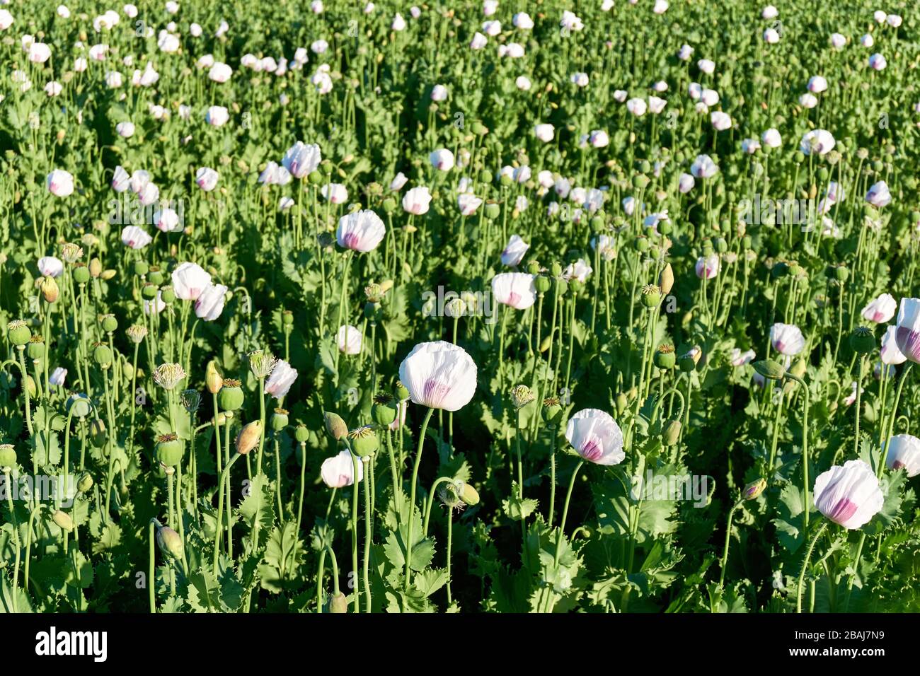 White Poppy Seeds Flower