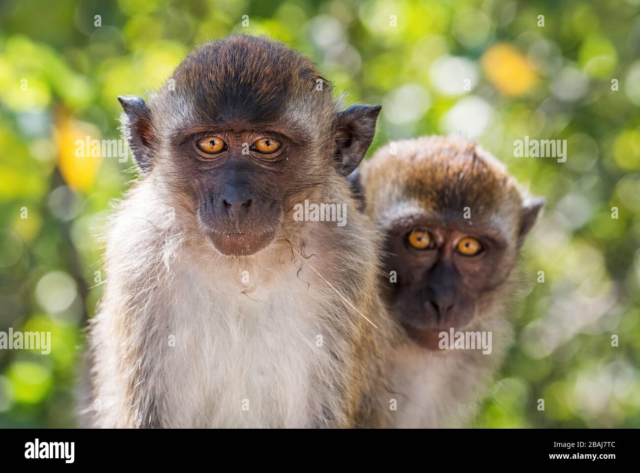 Long-tailed Macaque - Macaca fascicularis, common monkey from Southeast ...