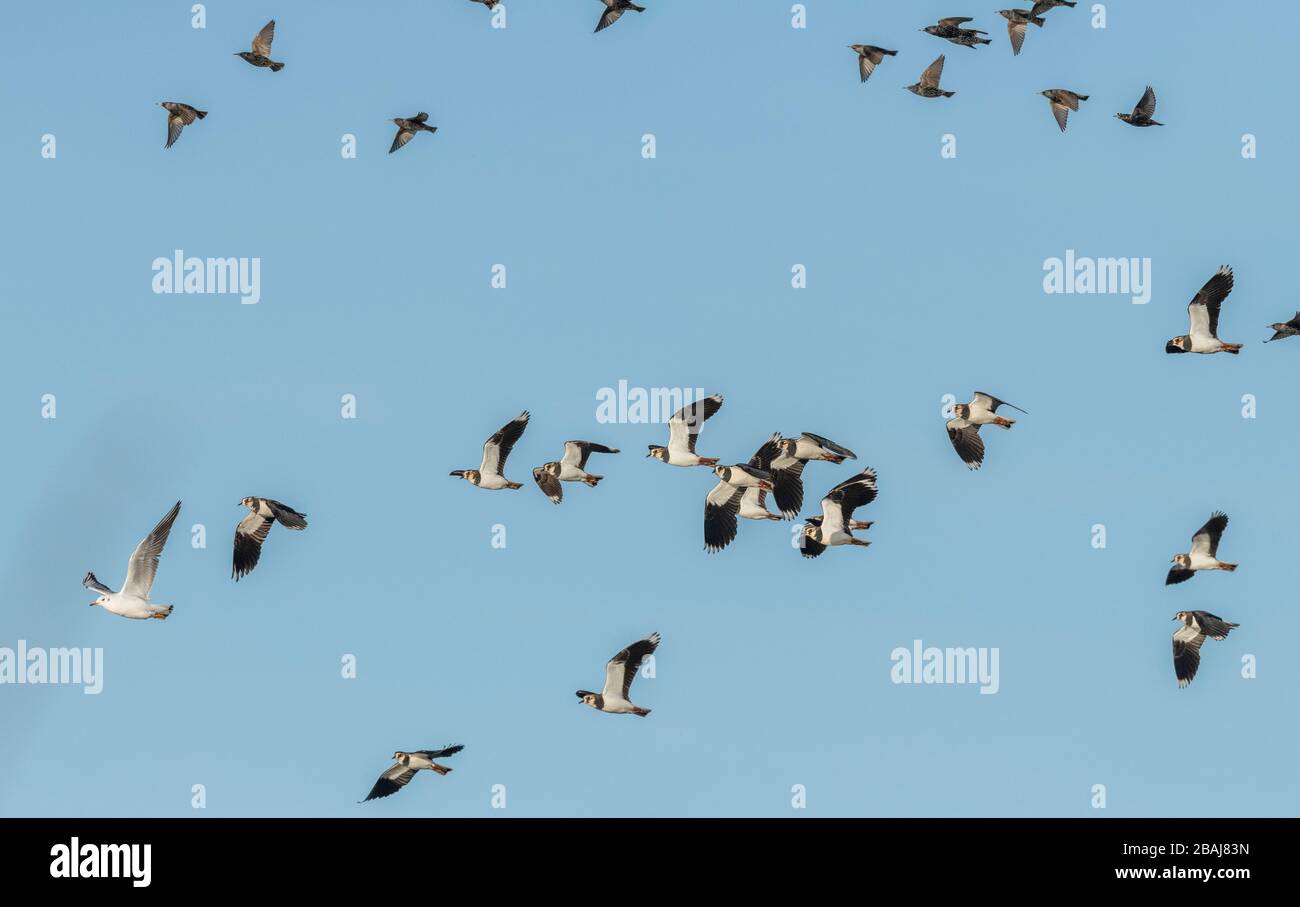 Northern lapwing, Vanellus vanellus, Starlings and one black-headed gull, in flight in winter, Dorset. Stock Photo