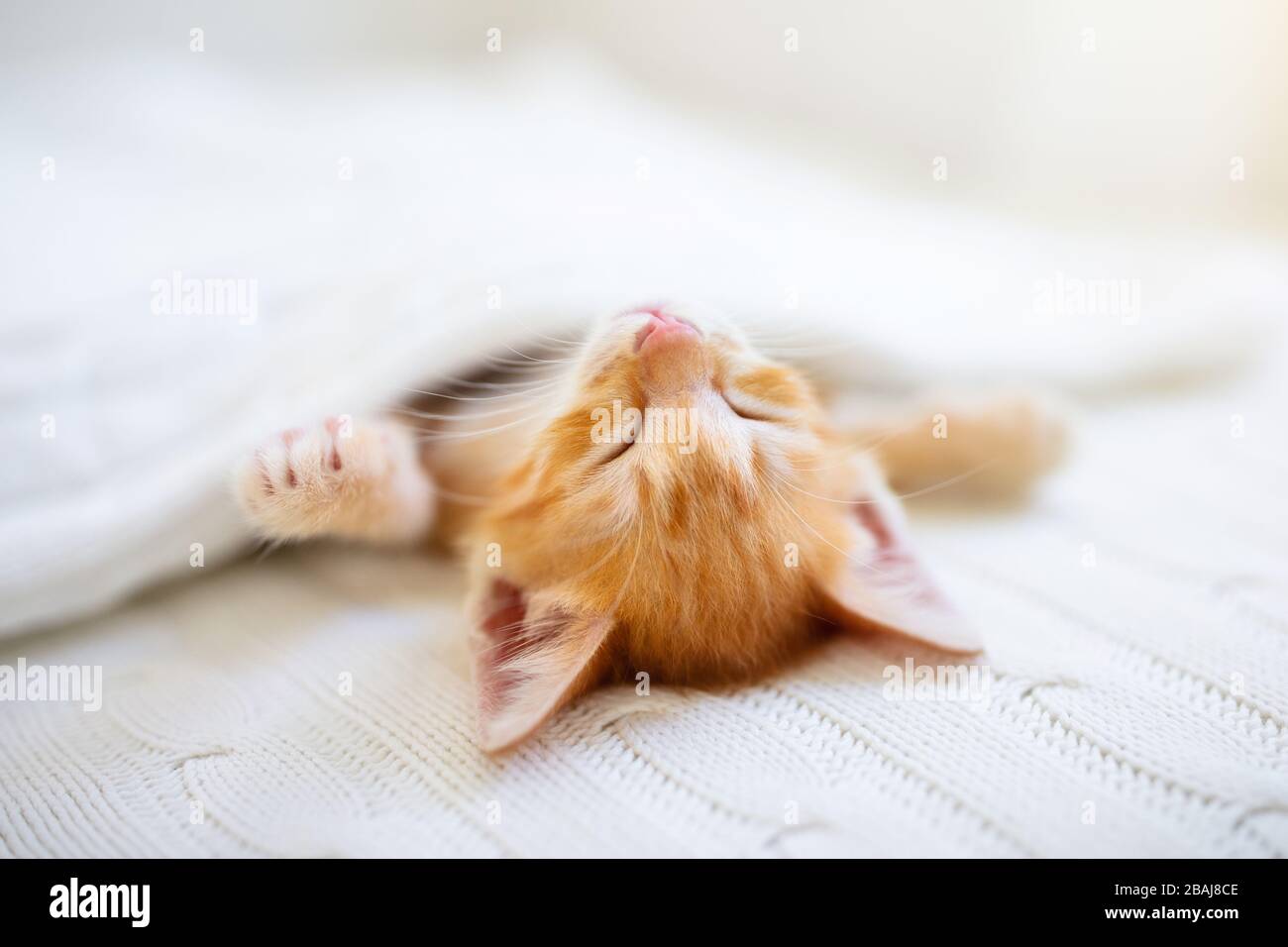 Baby cat sleeping. Ginger kitten on couch under knitted blanket. Domestic animal. Sleep and cozy nap time. Home pet. Young cats. Cute funny cats at ho Stock Photo