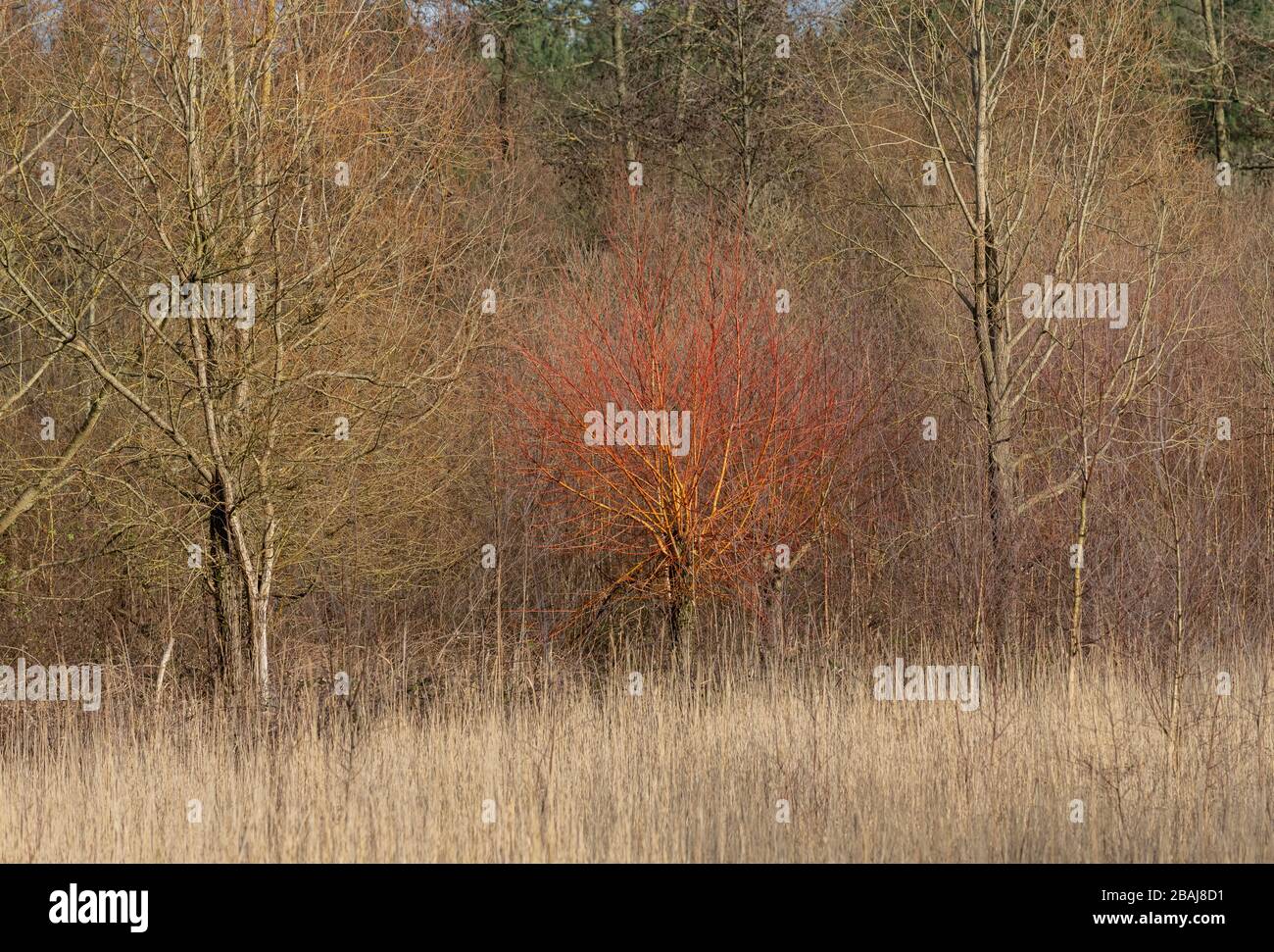 Golden willow, Salix alba var. vitellina, showing winter branches, in the Avon Valley, Hampshire. Stock Photo