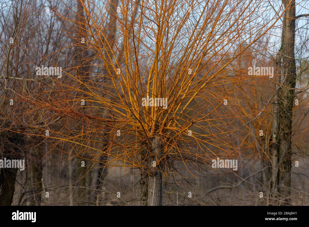 Golden willow, Salix alba var. vitellina, showing winter branches, in the Avon Valley, Hampshire. Stock Photo