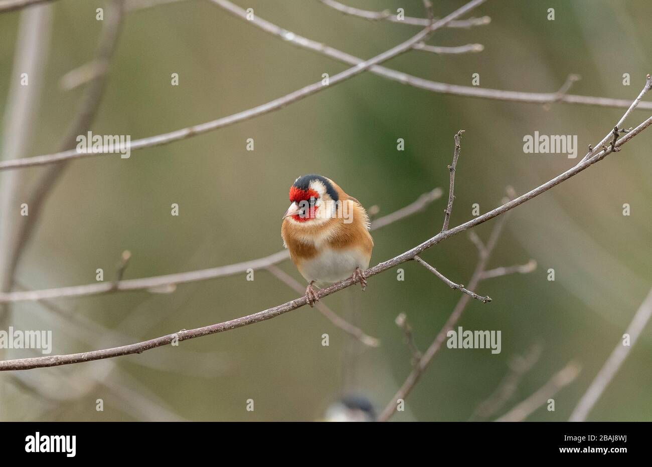 Goldfinch, Carduelis carduelis, perched on branch in winter. Stock Photo