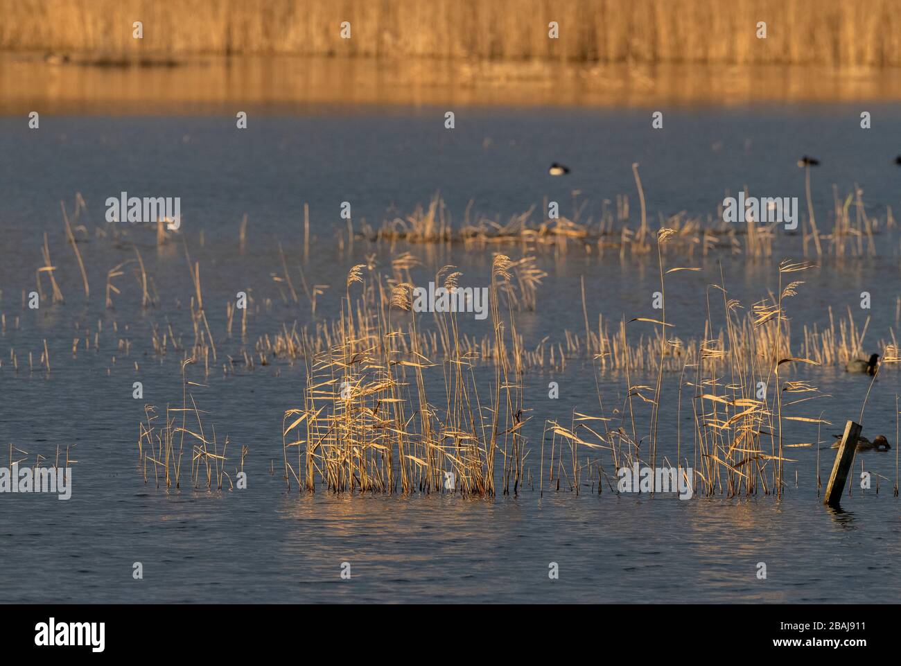 Reeds, Phragmites australis, at Ham Wall in winter on the Somerset Levels, with waterfowl beyond. Stock Photo