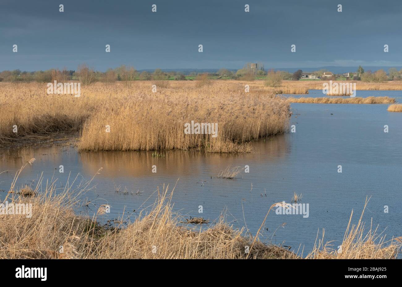 Reed-bed and open water at Ham Wall, RSPB reserve, Somerset Levels, Somerset in late winter. Stock Photo
