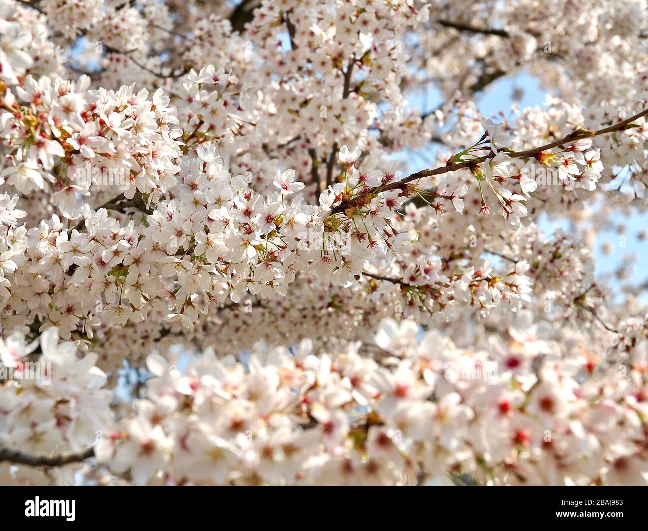 Japanese cherry tree full of blossoms Stock Photo - Alamy