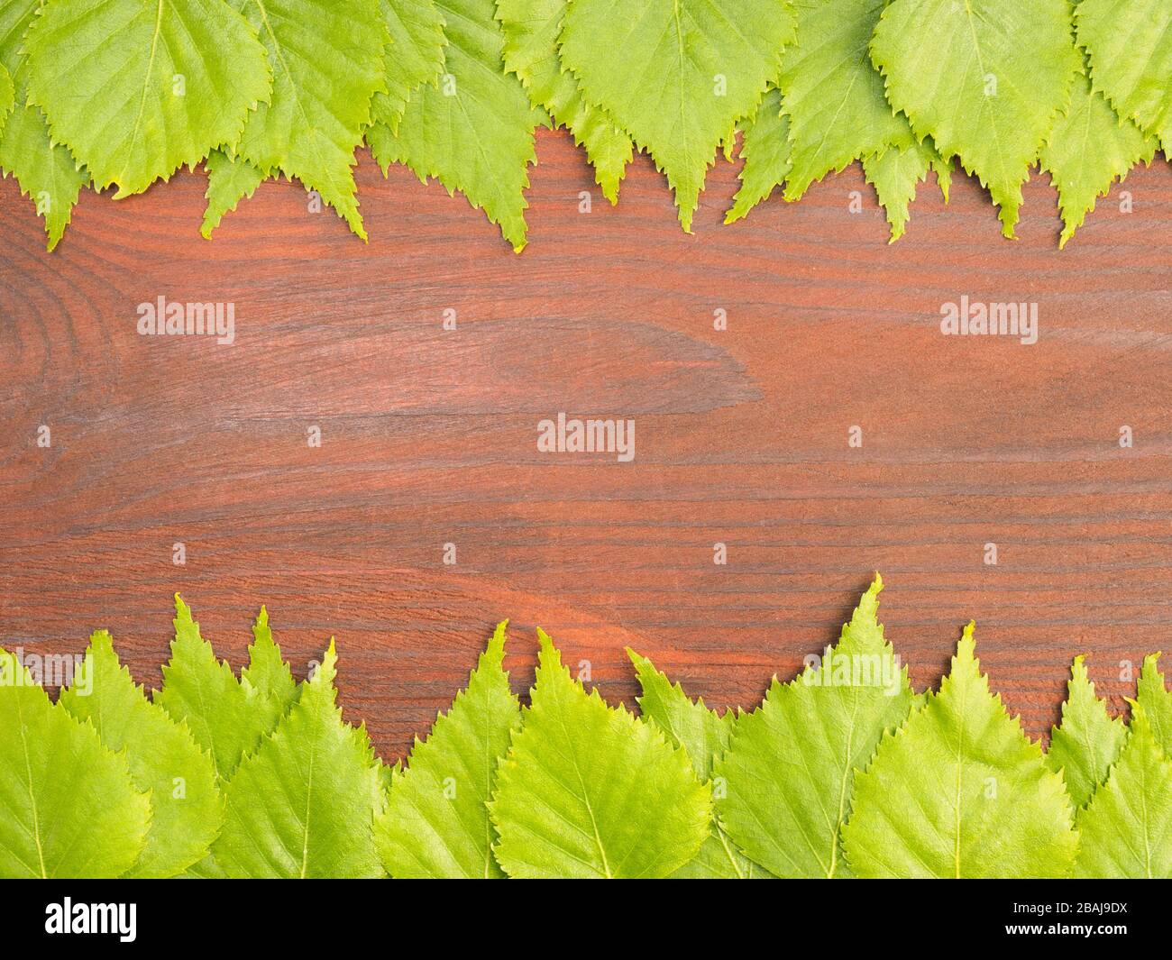 Green birch leaves on a brown wooden background with copy space Stock Photo