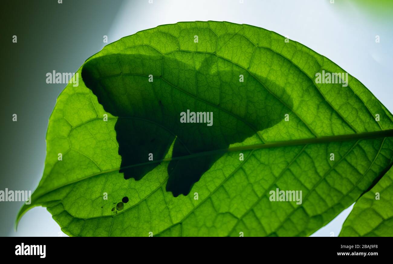 shadow of butterfly in see through on bottom of leaf, animal insect macro Stock Photo