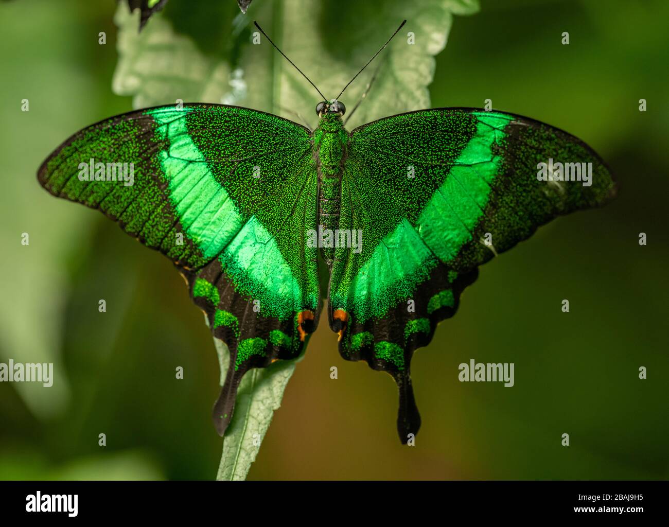 green tropical butterfly Emerald Swallowtail (Papilio palinurus) sitting opened on a leaf, animal insect macro Stock Photo