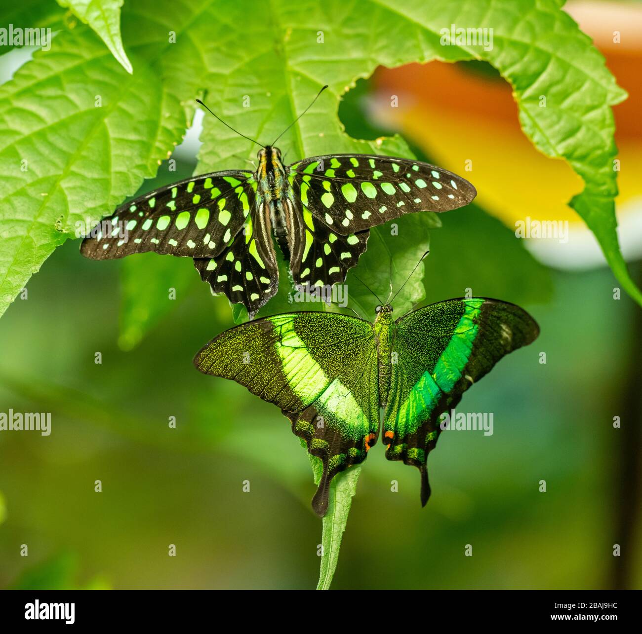 two tropical butterflies Emerald Swallowtail (Papilio palinurus) and Tailed Jay (Graphium agamemnon) sitting next to each other on leaf, animal insect Stock Photo