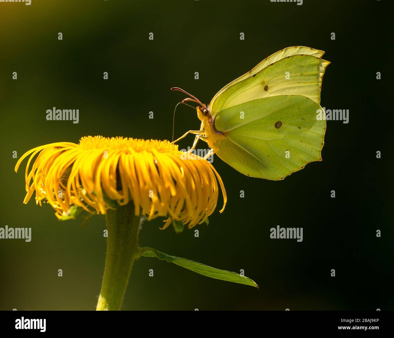 yellow butterfly common brimstone (Gonepteryx rhamni) sitting closed on yellow flower drinking nectar, animal insect macro Stock Photo