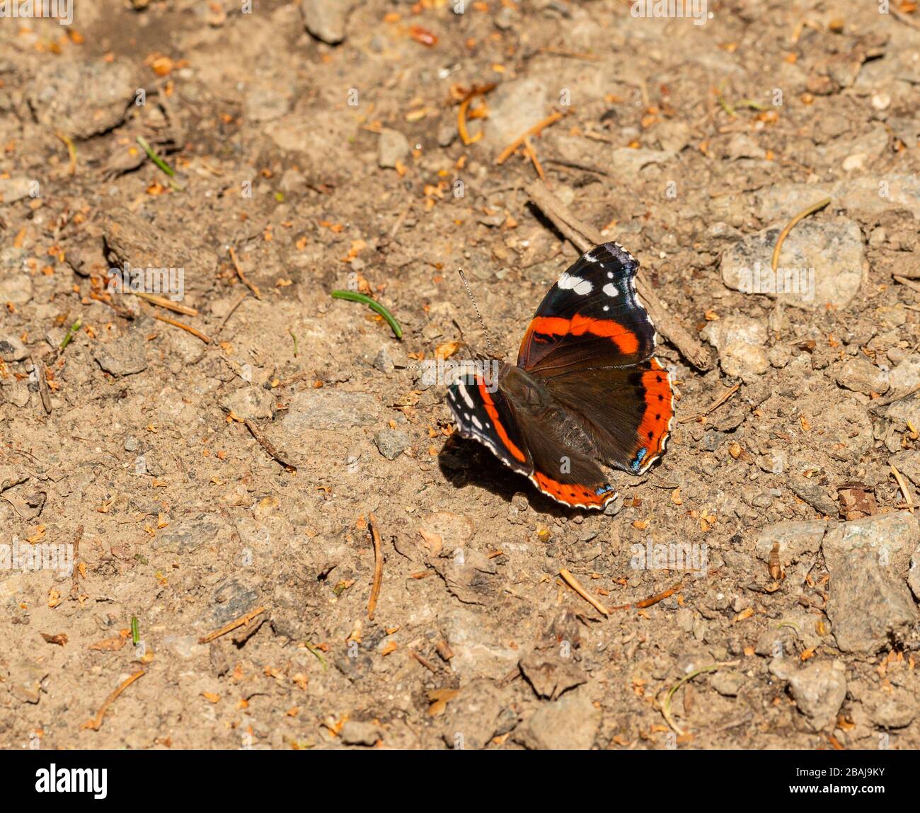 brown orange butterfly red admiral (Vanessa atalanta) sitting on the ground, animal insect macro Stock Photo