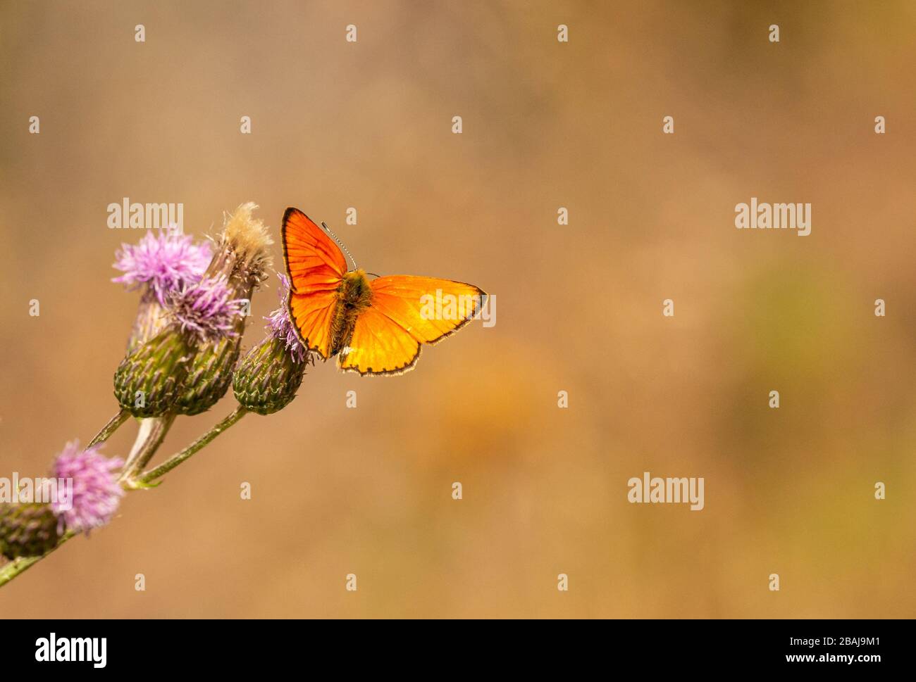 small orange butterfly scarce copper (Lycaena virgaureae) with brown wing edges sitting on thistle blossoms, animal insect macro Stock Photo