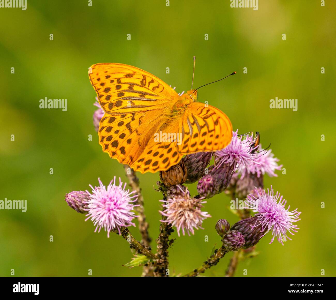 orange brown butterfly silver-washed fritillary (Argynnis paphia) sitting on thistle blossoms, animal insect macro Stock Photo