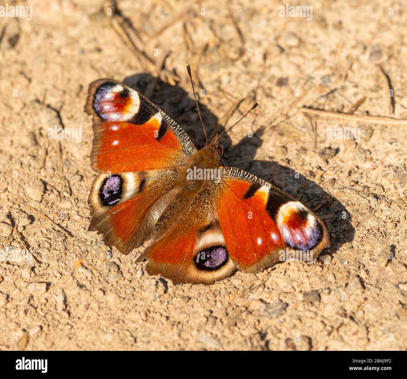 peacock butterfly (Aglais io) sitting opened on the ground, animal insect macro Stock Photo