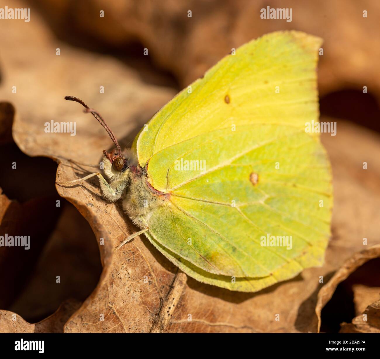 detail of yellow butterfly common brimstone (Gonepteryx rhamni) sitting on dry leaf, animal insect macro Stock Photo