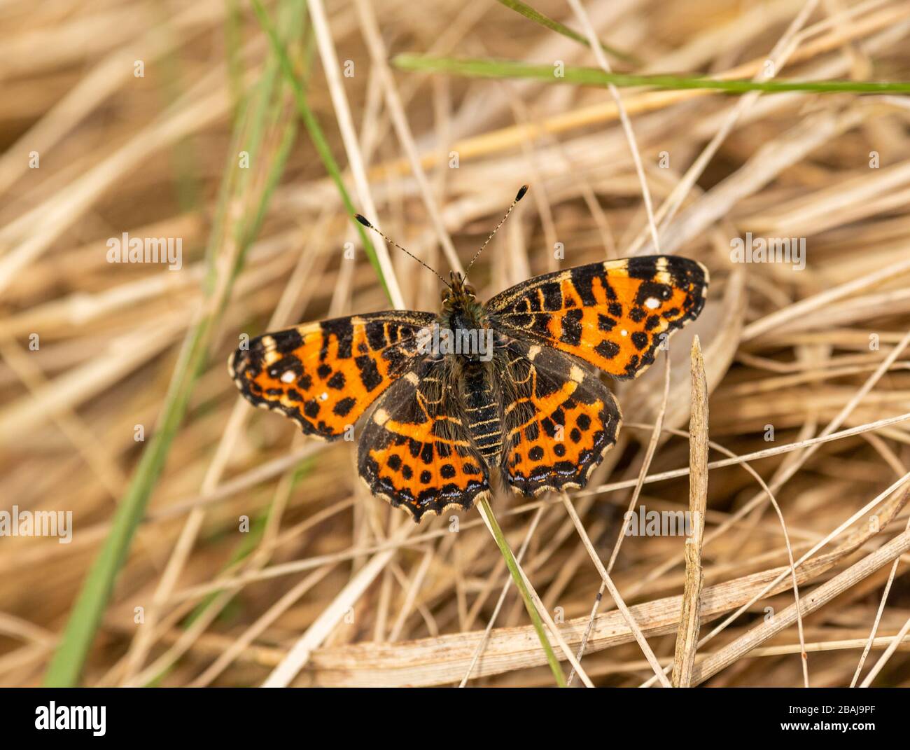 brown orange butterfly map (Araschnia levana) sitting on dry grass, animal insect macro Stock Photo