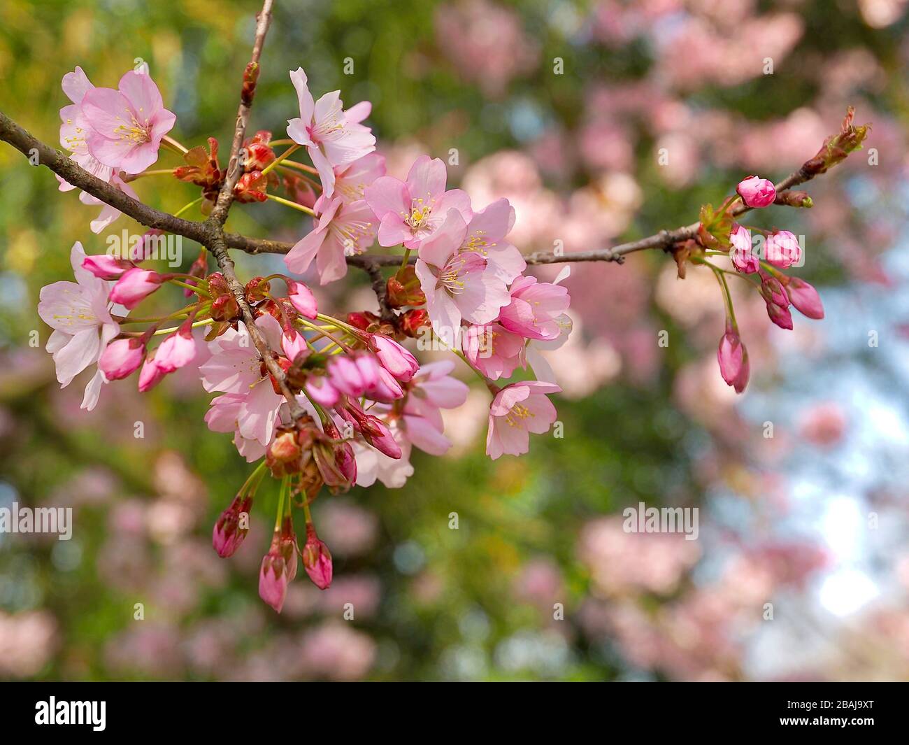 Japanese cherry tree full of blossoms Stock Photo - Alamy