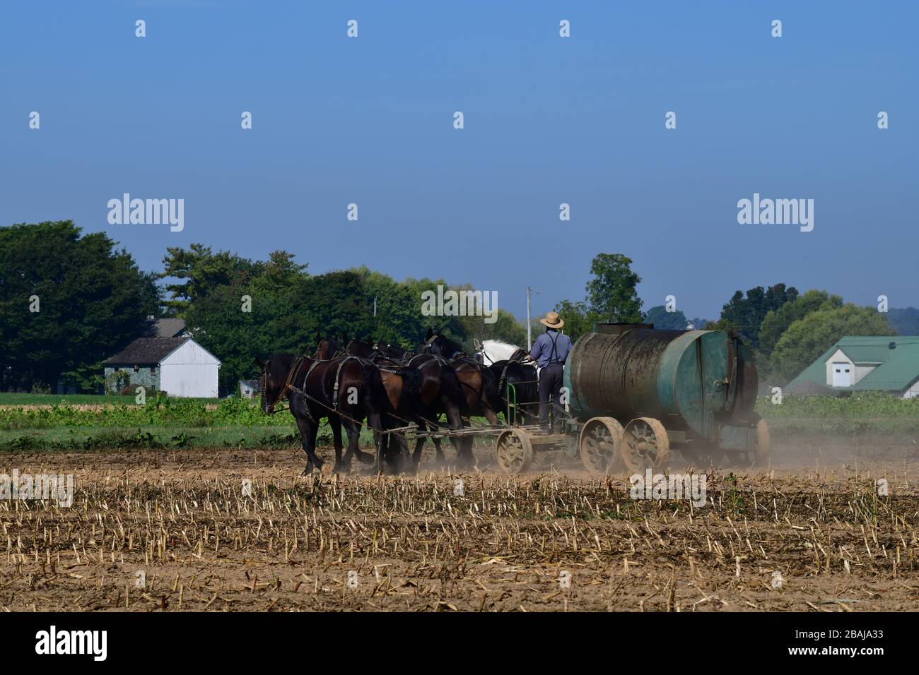 Pennsylvania, USA-Sept 2019; An Amish farmer fertilizing the soils using a team of mules on a plot of corn land recentely harvested with stumps still Stock Photo