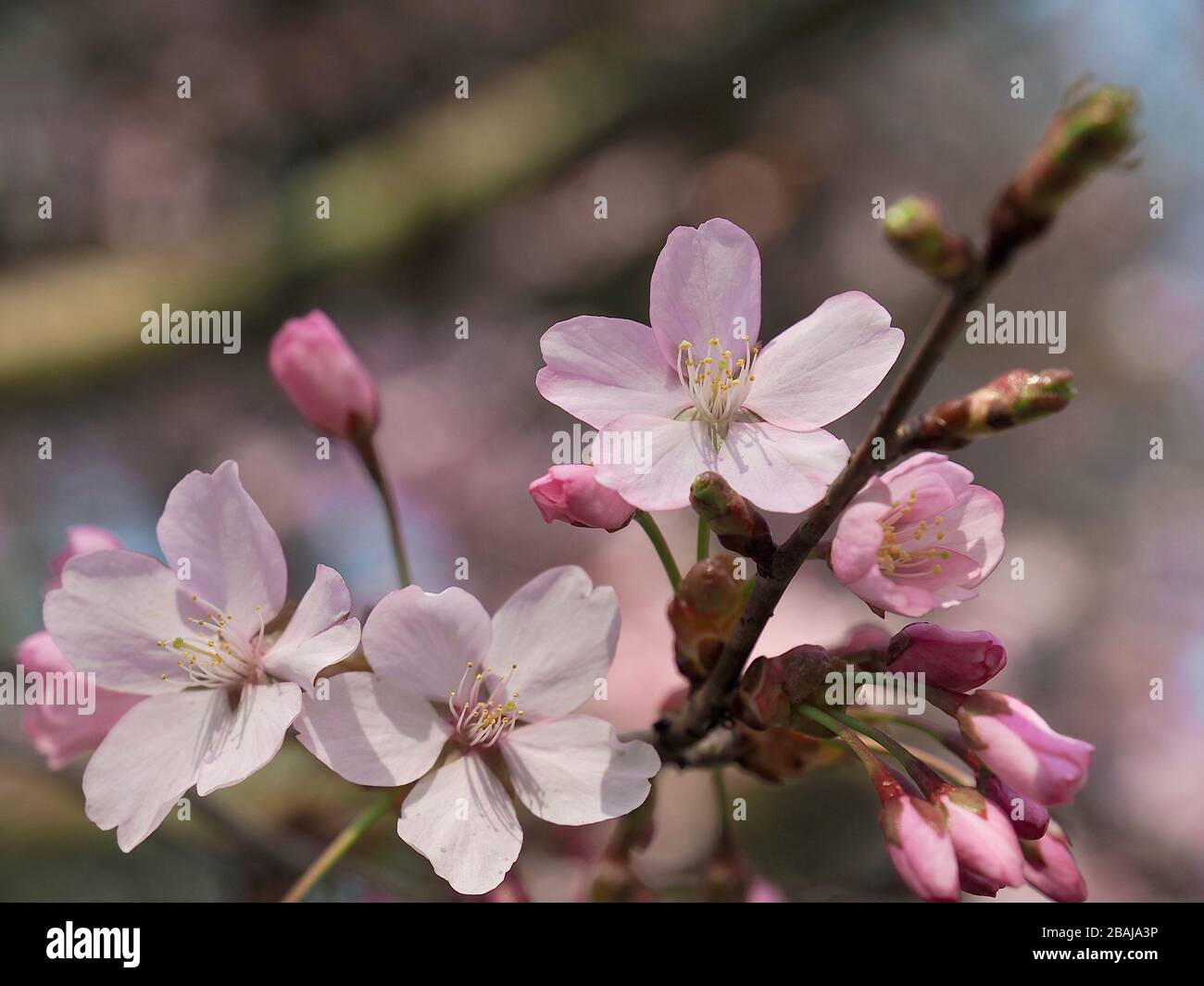 Japanese cherry tree full of blossoms Stock Photo - Alamy