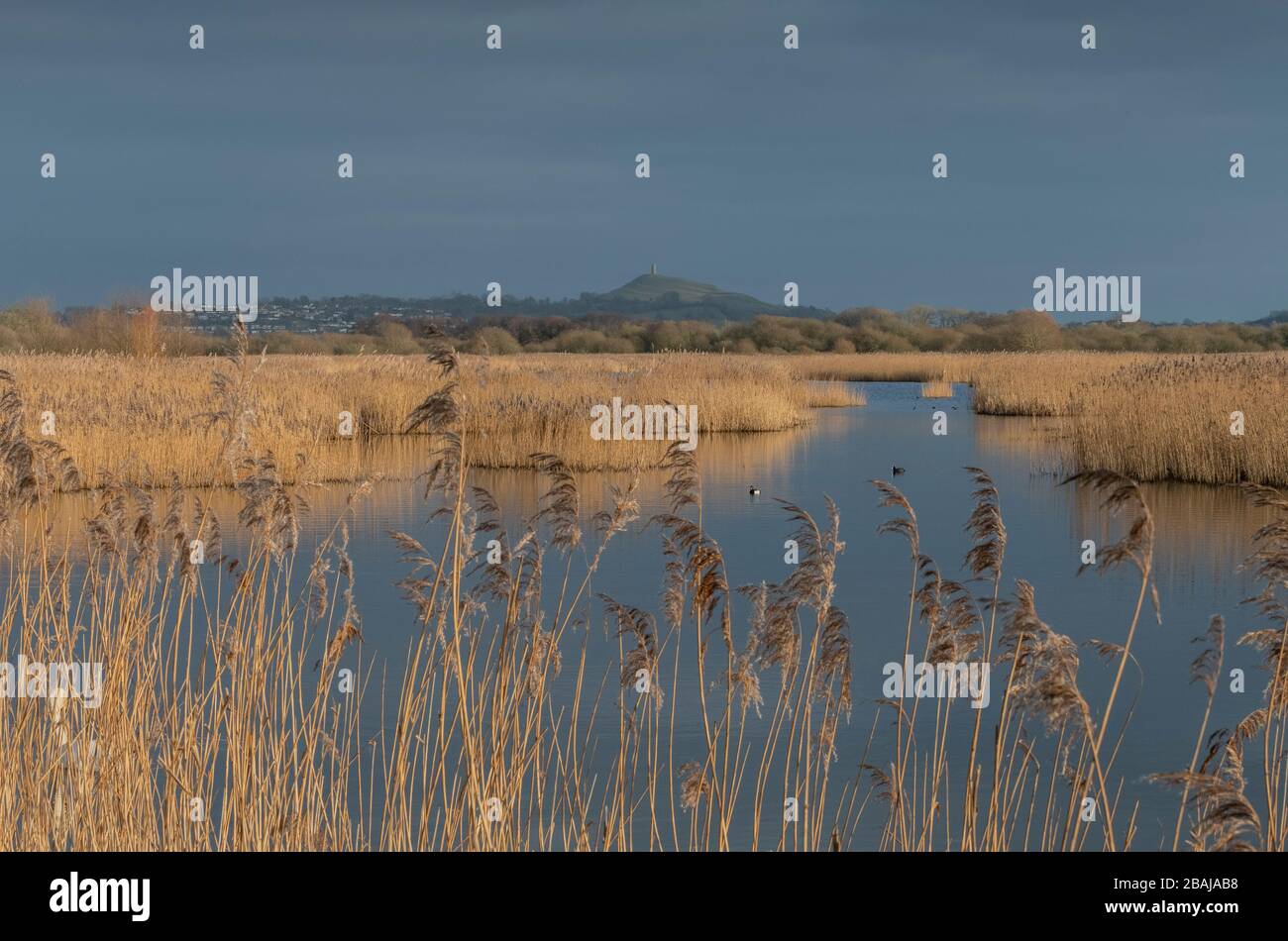 Reed-bed and open water at Ham Wall, RSPB reserve, Somerset Levels, with Glastonbury Tor beyond; Somerset in late winter. Stock Photo