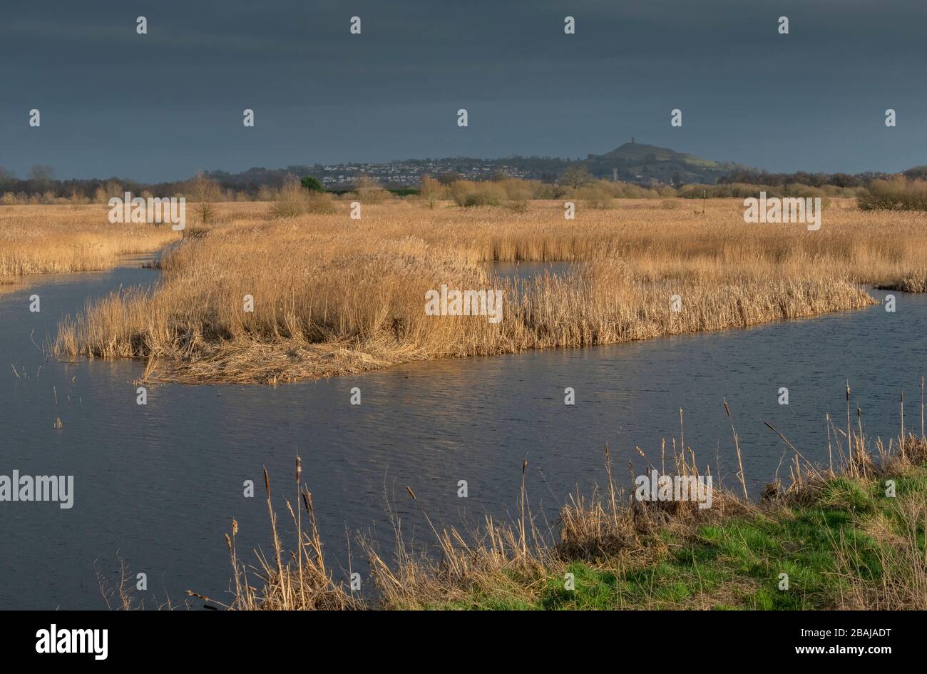 Reed-bed and open water at Ham Wall, RSPB reserve, Somerset Levels, with Glastonbury Tor beyond; Somerset in late winter. Stock Photo