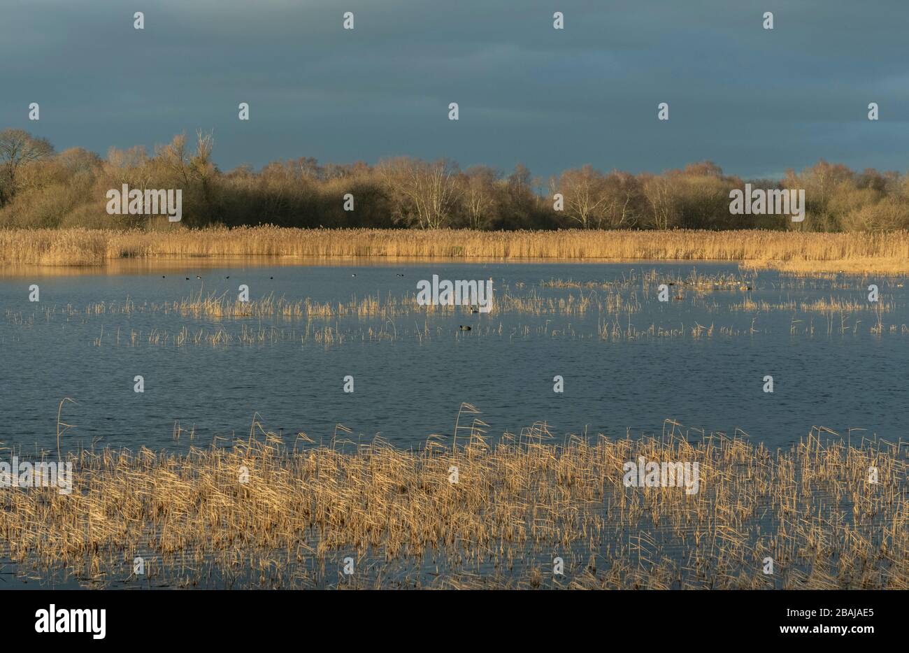 Reed-bed and open water at Ham Wall, RSPB reserve, Somerset Levels, Somerset in late winter. Stock Photo