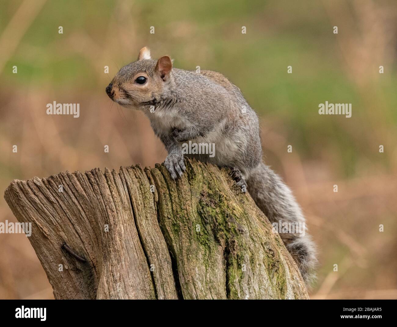 Grey squirrel, Sciurus carolinensis, perched on log, Dorset. Stock Photo