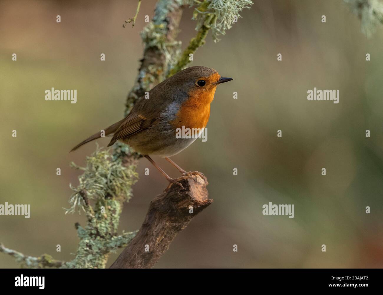 European Robin, Erithacus rubecula, perched on lichen-covered log. Stock Photo