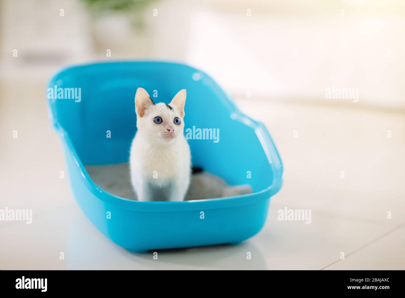 Cat in litter box. White little kitten in toilet with sand filler. Home