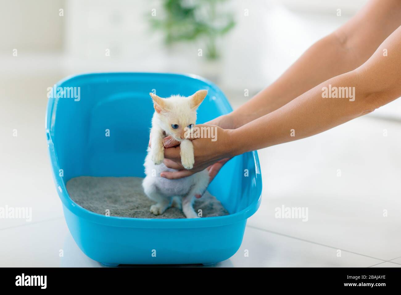 Cat in litter box. White little kitten in toilet with sand filler. Home