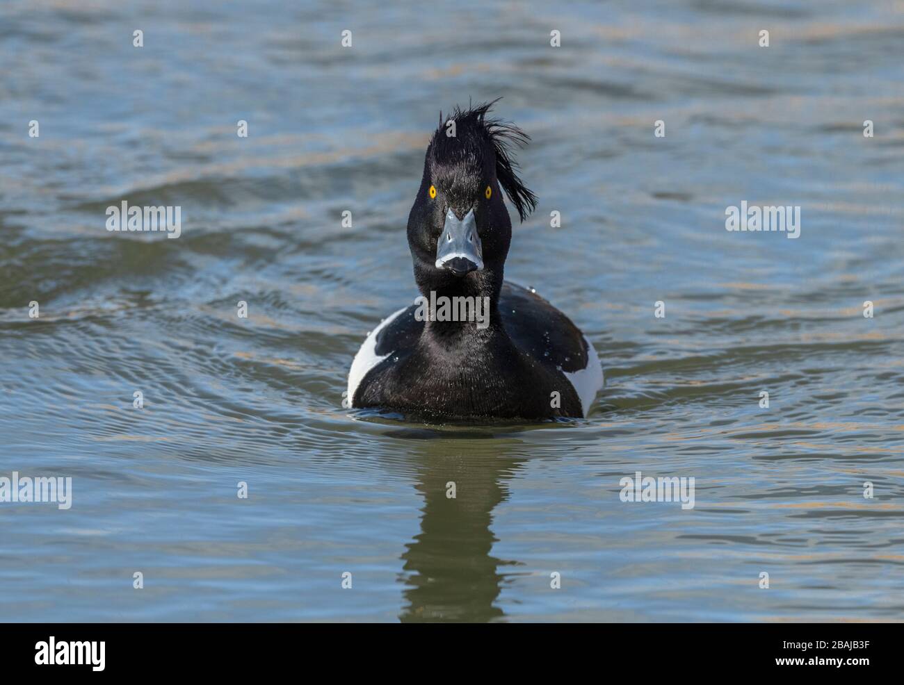 Male Tufted Duck, Aythya fuligula, in early spring, swimming on coastal lake, Radipole, Dorset. Stock Photo