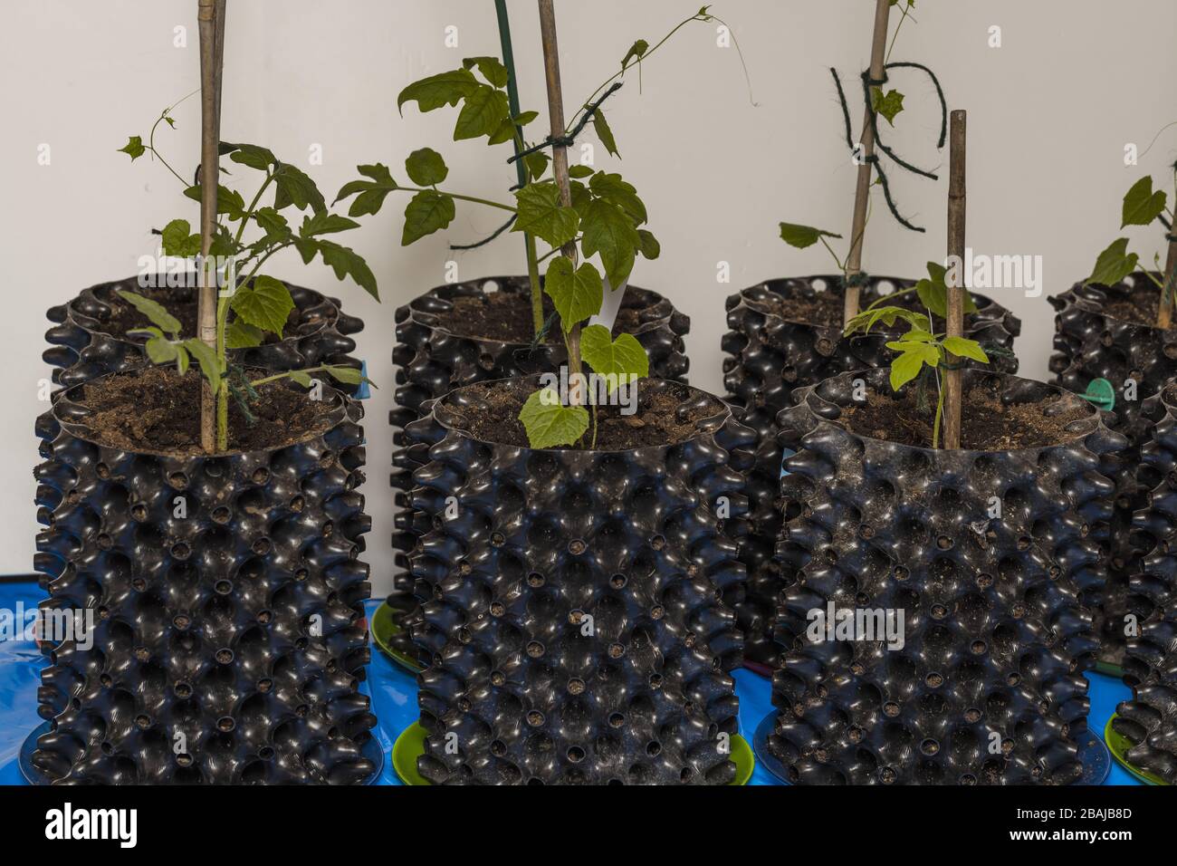 Growing tomatoes and cucumbers to airpots plants indoors before season