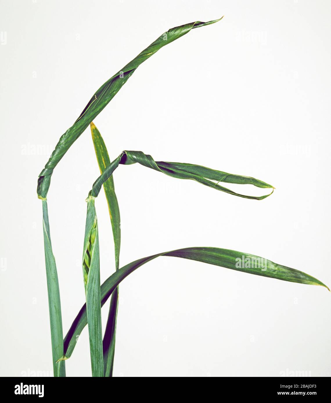 A wheat ear showing copper deficiency symptoms with ear trapped by twisted flagleaf Stock Photo
