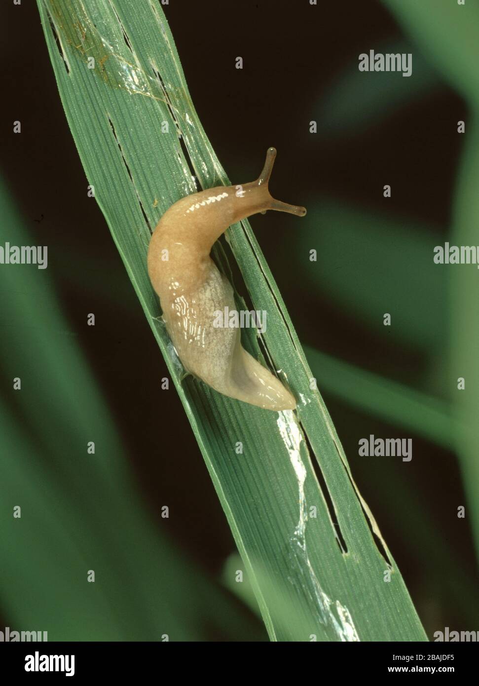 A grey field slug (Deroceras reticulatum) with slime trail and damage on a barley cereal leaf in autumn Stock Photo