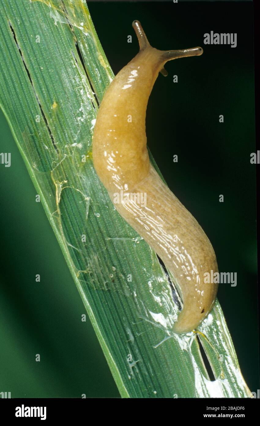 A grey field slug (Deroceras reticulatum) with slime trail and damage on a barley cereal leaf in autumn Stock Photo