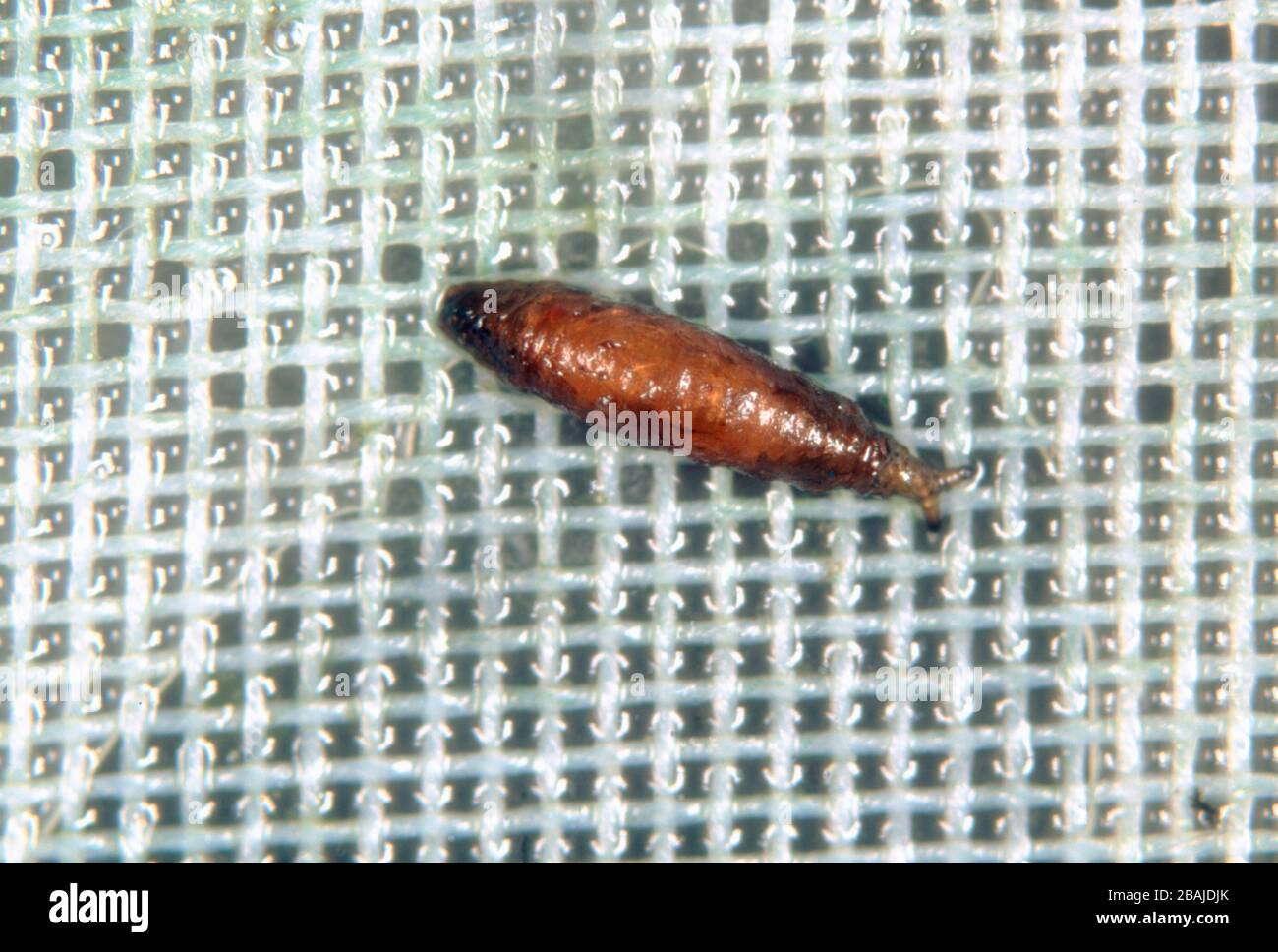 Shore fly or fungus fly (Scatella stagnalis) pupa on glasshouse mesh. Shore flies contaminate lettuce crops Stock Photo