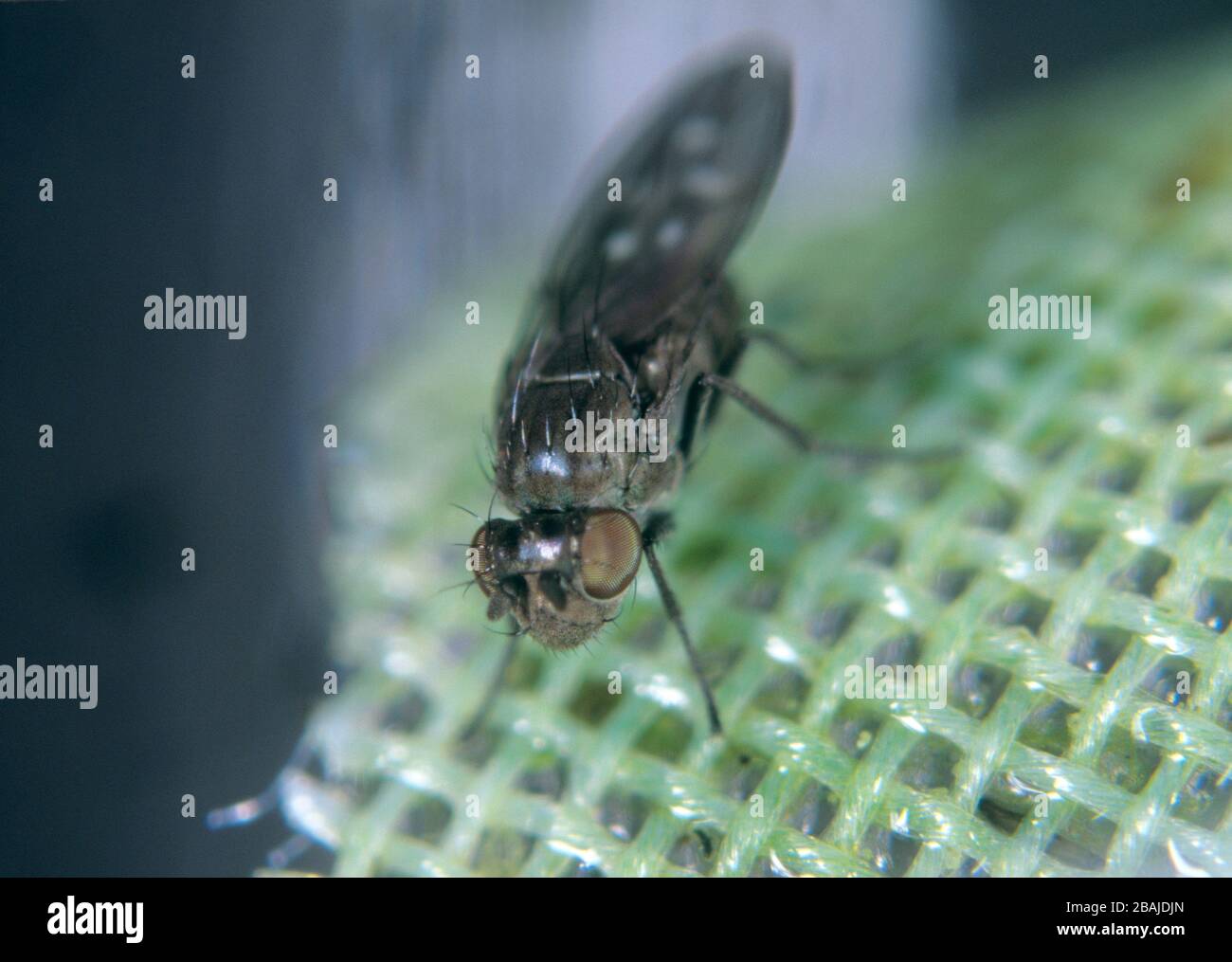 Shore fly or fungus fly (Scatella stagnalis) adult on glasshouse mesh. Shore flies contaminate lettuce crops Stock Photo