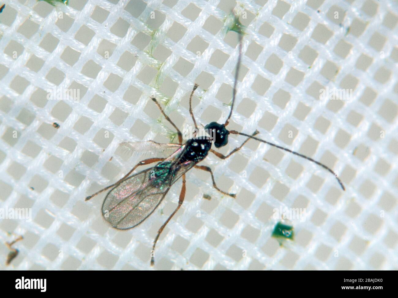 Female parasitoid wasp (Aphaereta debilitata) a parasite of shore fly larvae, a pest in lettuce crops Stock Photo