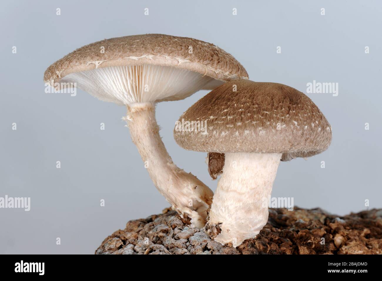 Shiitake mushrooms (Lentinus edodes) edible fungi growing on a compost block Stock Photo