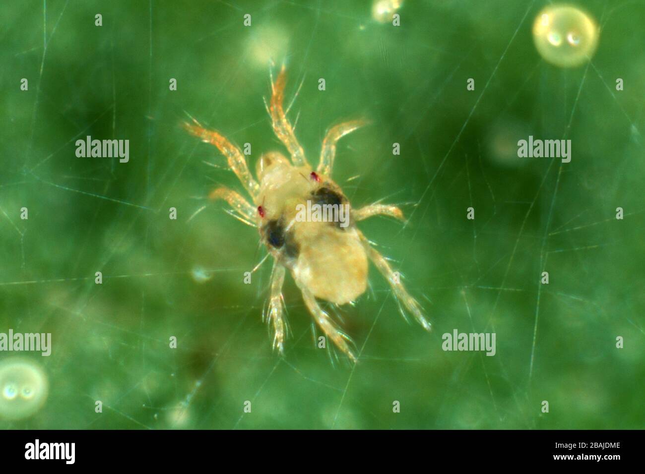 Adult female two spotted or red spider mite (Tetranychus urticae) on a leaf, Devon, September Stock Photo