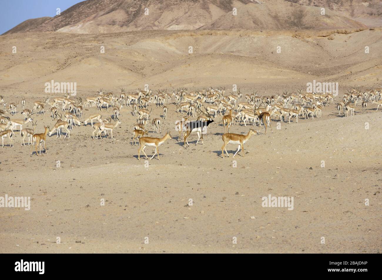 Blackbuck (Antilope cervicapra) male and female and sand gazelles (Gazella subgutturosa) on Sir Bani Yas Island Wildlife Reserve, UAE, November Stock Photo