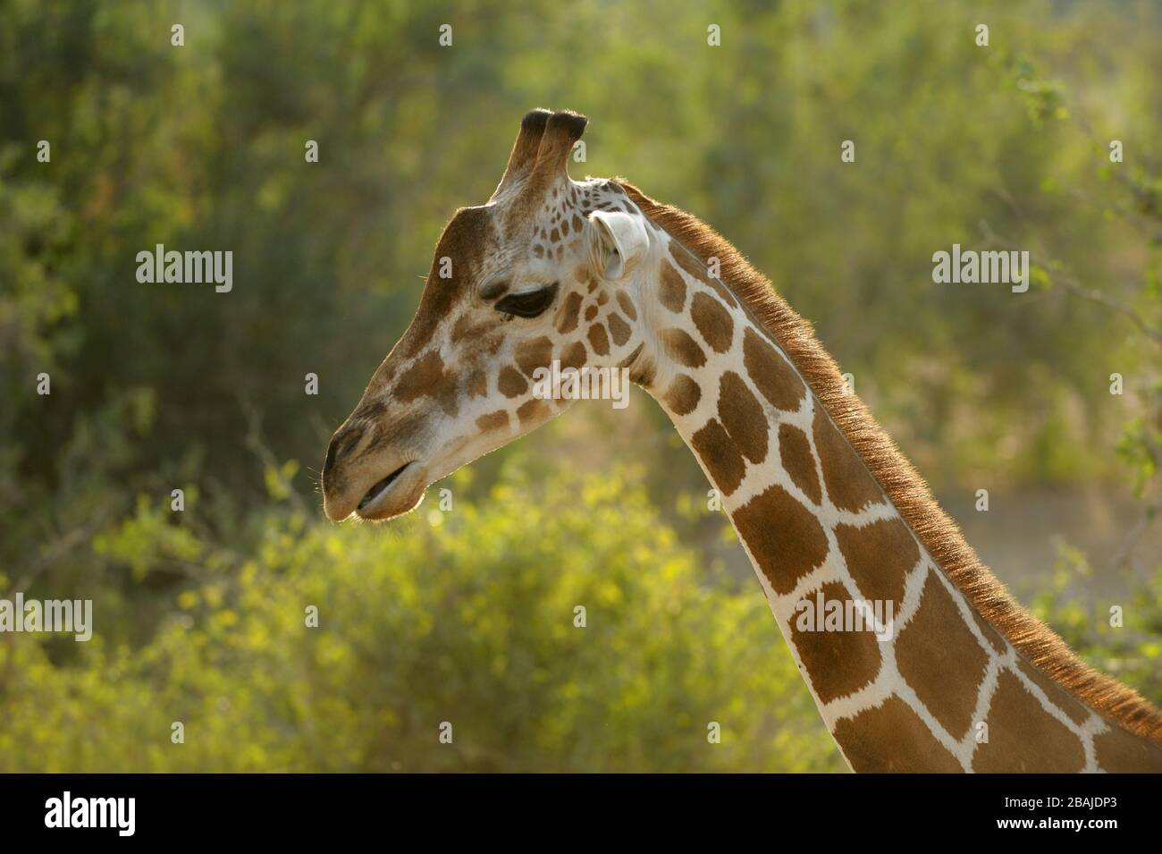 Head of an adult giraffe (Giraffa camelopardalis) against Acacia thorn in soft morning light on Sir Bani Yas Island, UAE, November Stock Photo
