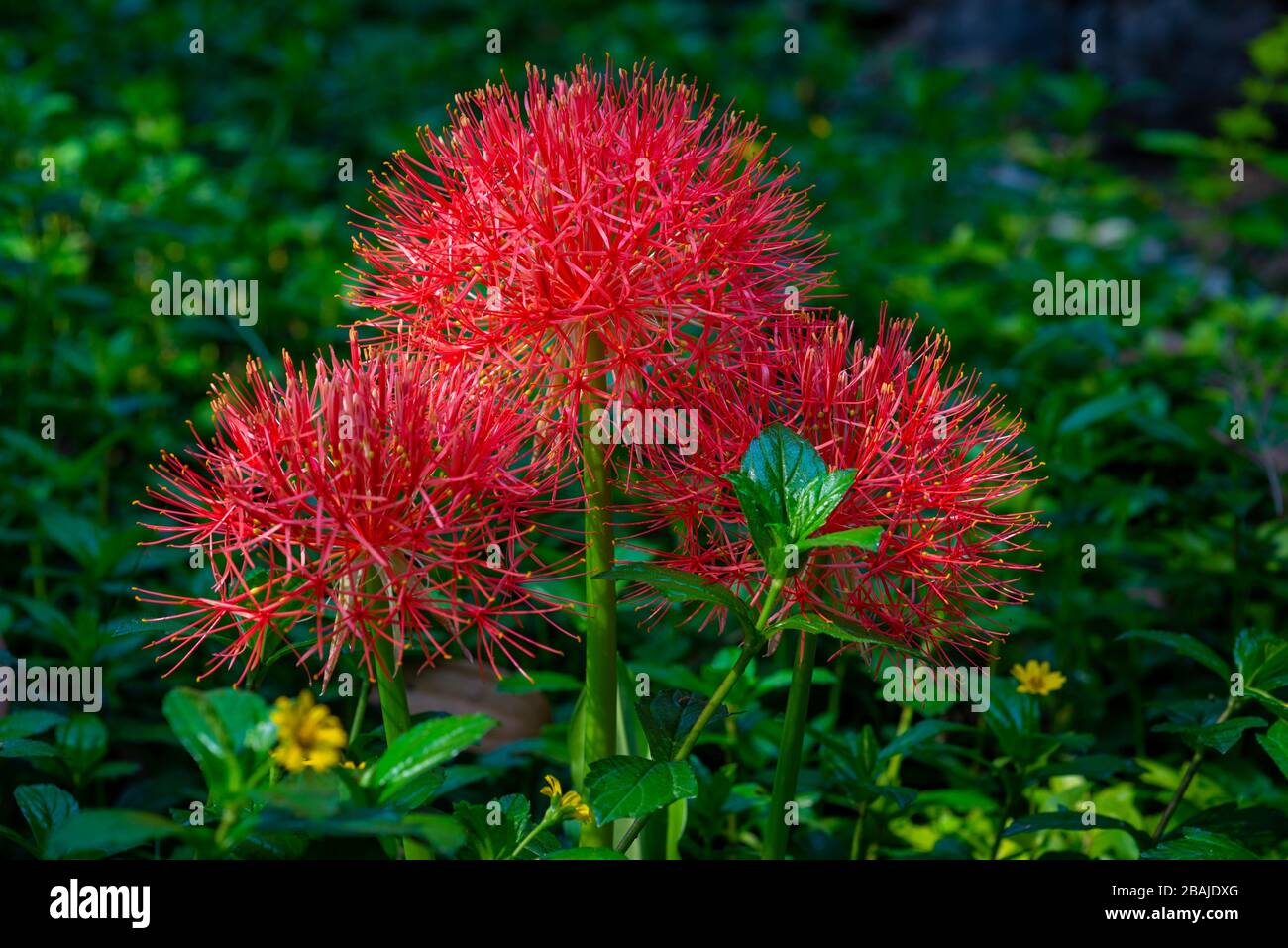 Close-up on blood lily red flower (Scadoxus multiflorus), taken with ray of sun and blurred background, Kerala, India Stock Photo