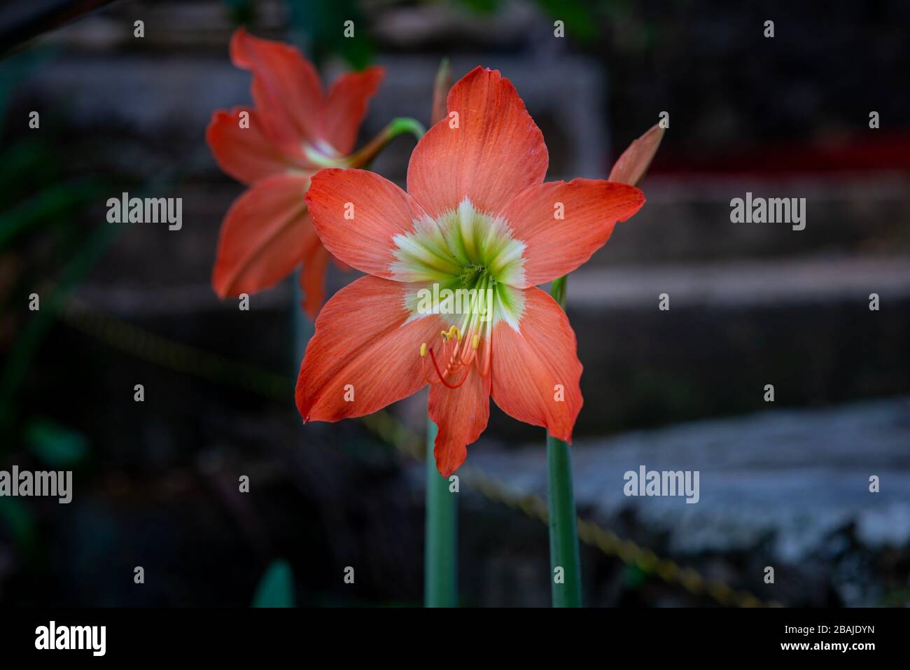 Close-up on orange Hippeastrum flower (Hippeastrum puniceum), taken with blurred background, Kerala, India Stock Photo