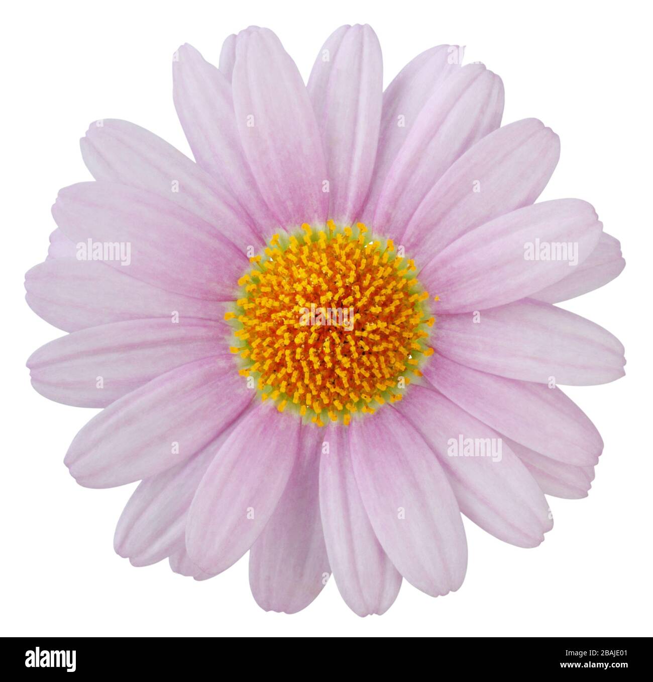 Wonderful pink Daisy (Marguerite) isolated on white background, including clipping path. Germany Stock Photo