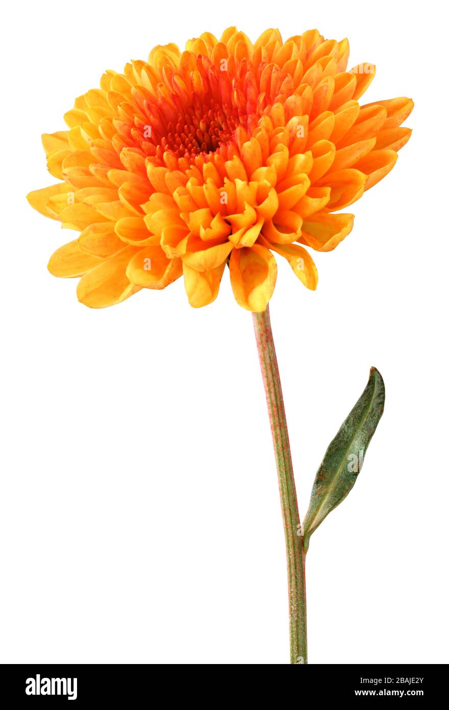 Inverno Aster Umberto-Chrysanthemum Hortorum 