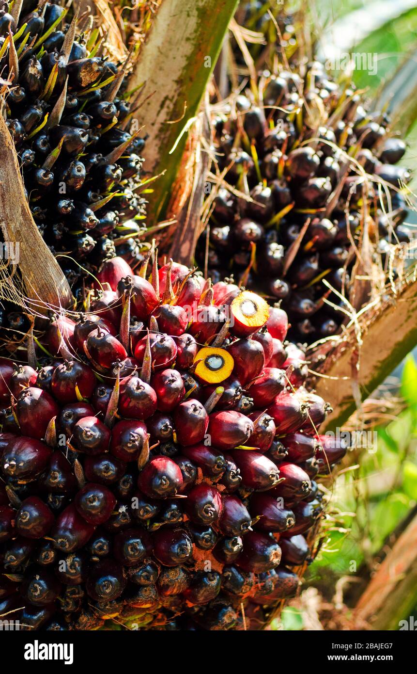 Close Up Of Palm Oil Fruit On Palm Trees In Southern Thailand Stock Photo Alamy