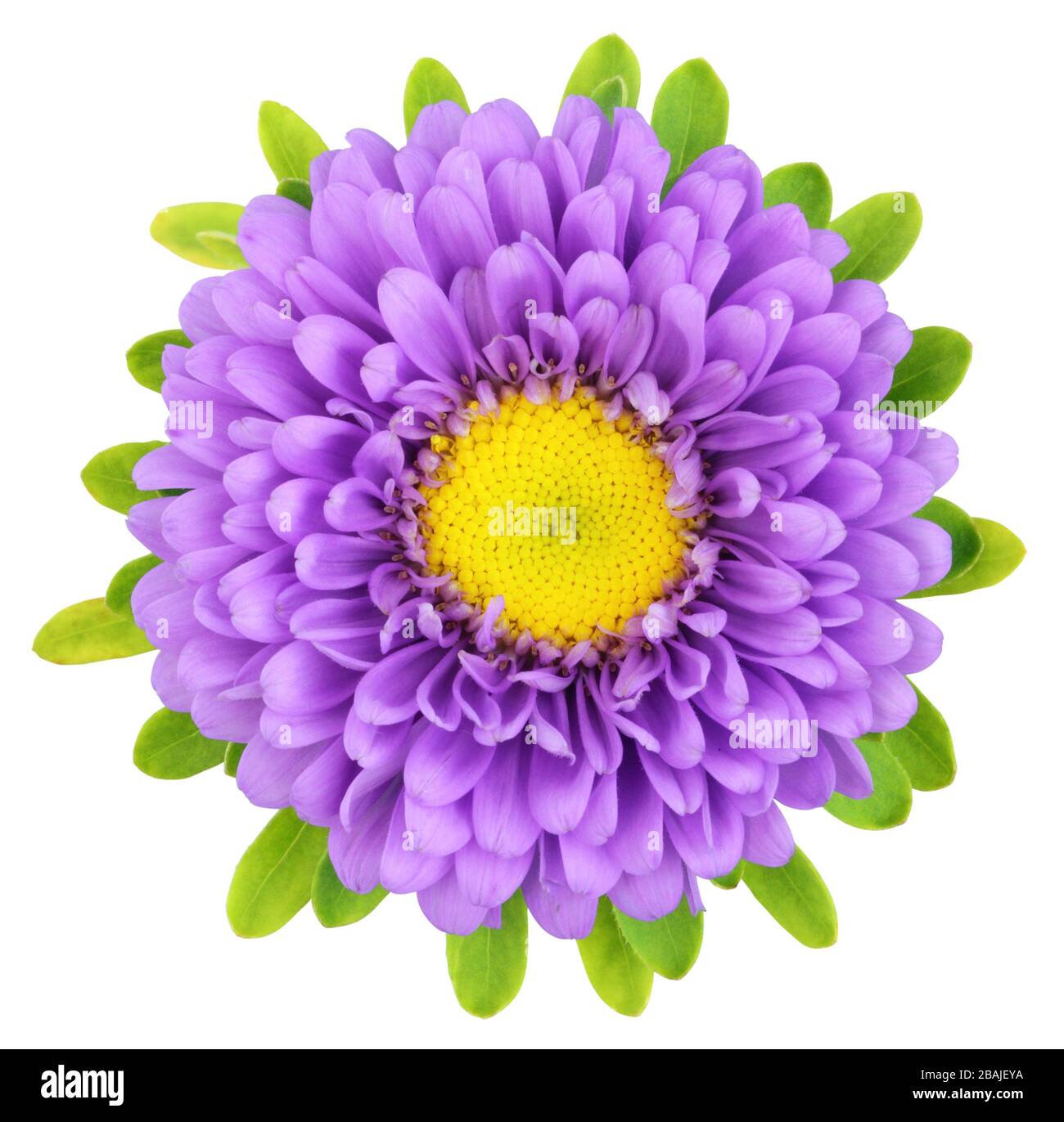 Beautiful Chrysanthemum (Chrysantheme) isolated on white background, including clipping path. Germany Stock Photo